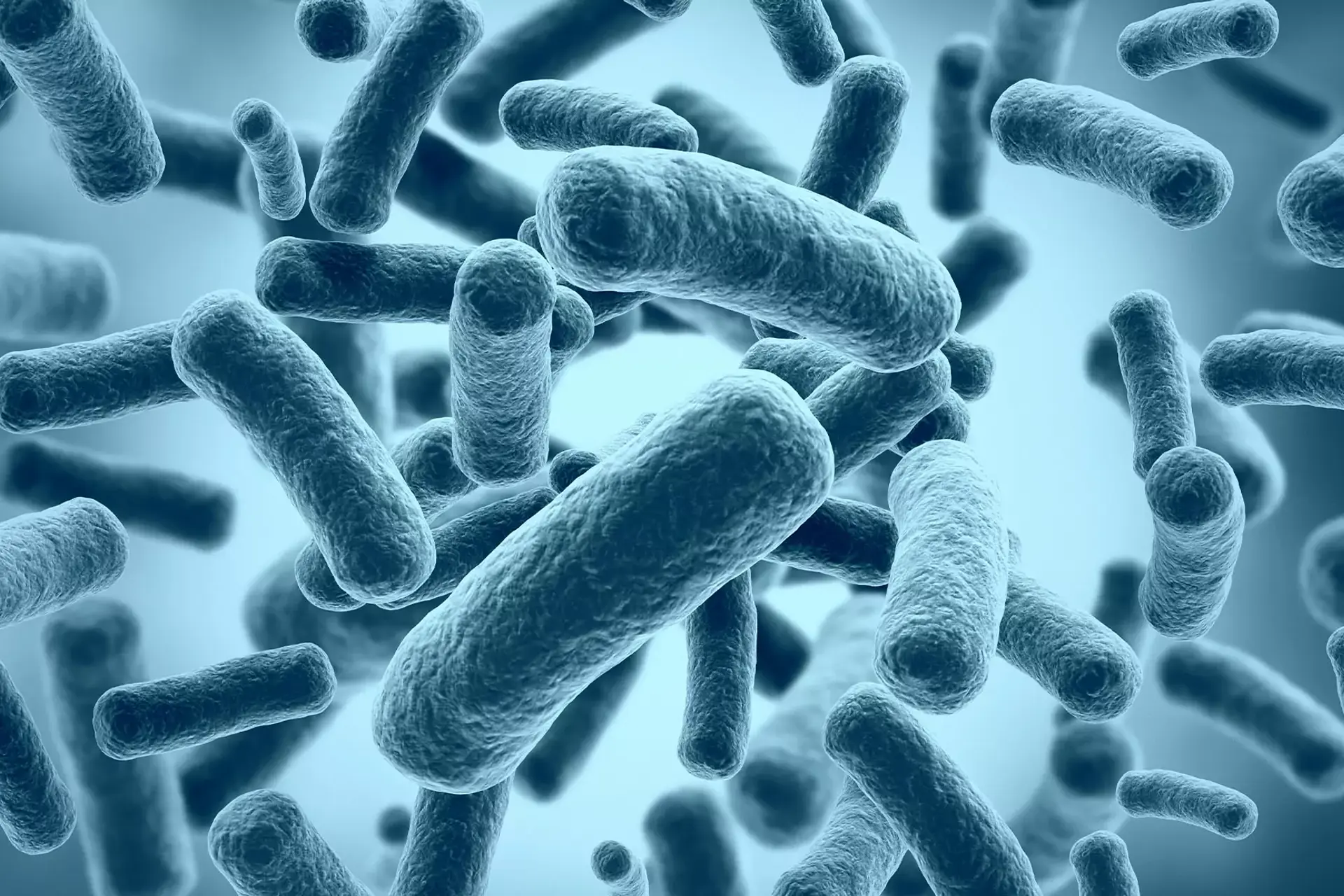 Akkermansia muciniphila