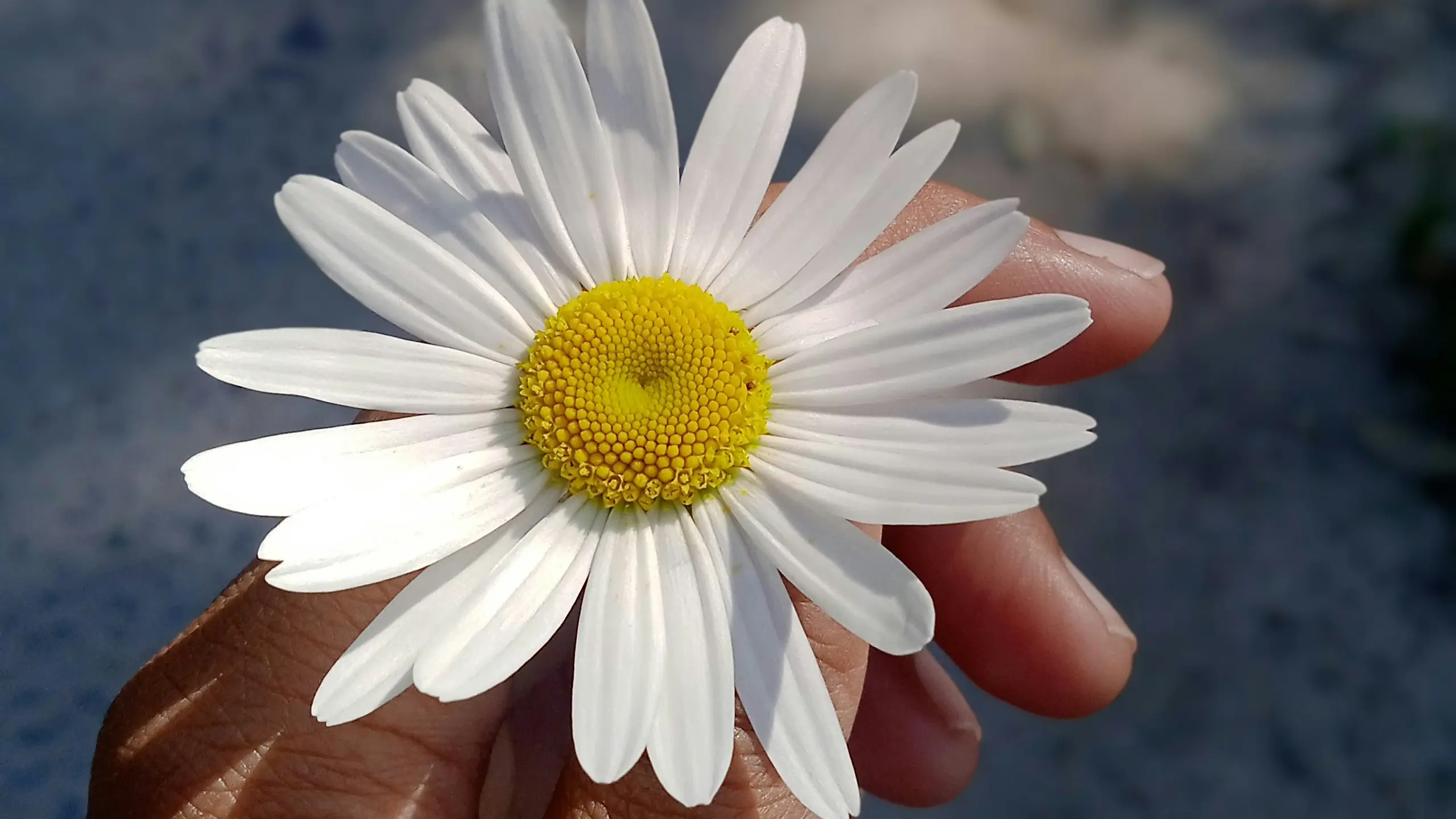 A person holding a daisy in their hand